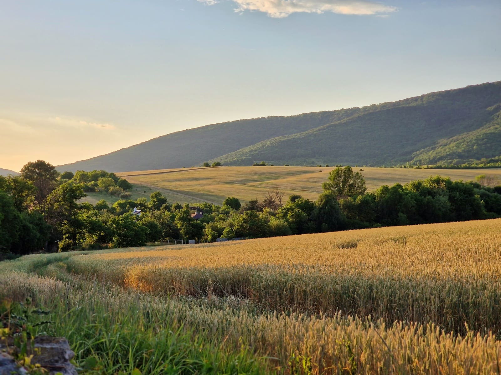 simmental.sk - Zväz chovateľov Slovenského strakatého dobytka - družstvo