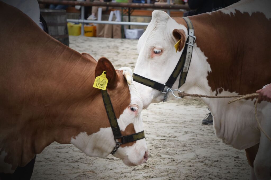 simmental.sk - Zväz chovateľov Slovenského strakatého dobytka - družstvo