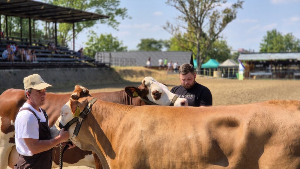 simmental.sk - Zväz chovateľov Slovenského strakatého dobytka - družstvo