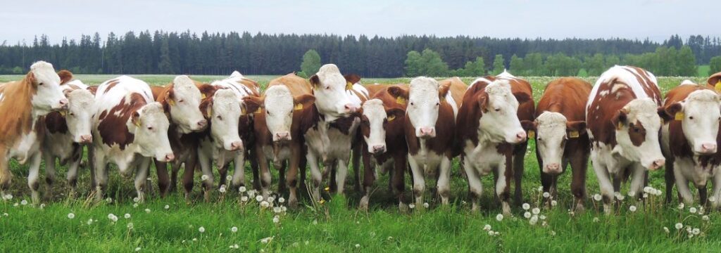 SIMMENTAL - Pastva 1080x380 1