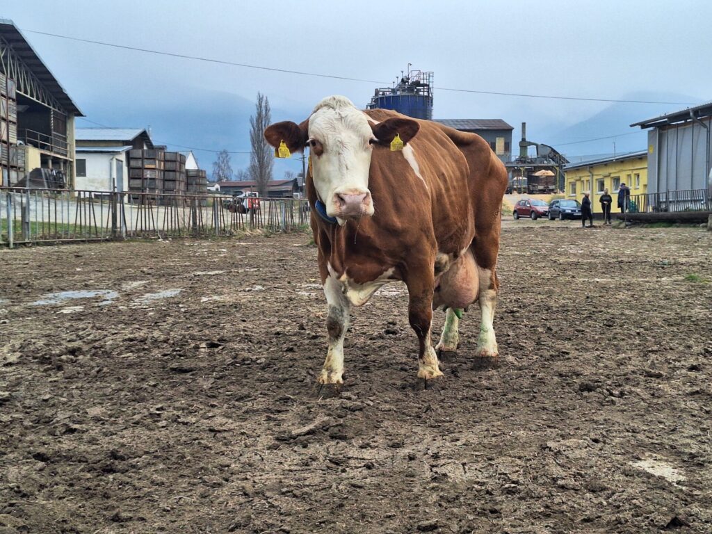 SIMMENTAL - 20260326 082757