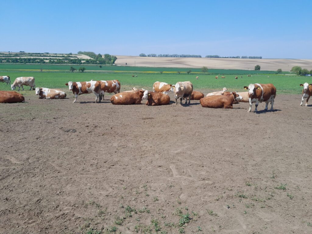 SIMMENTAL - 20220512 113739