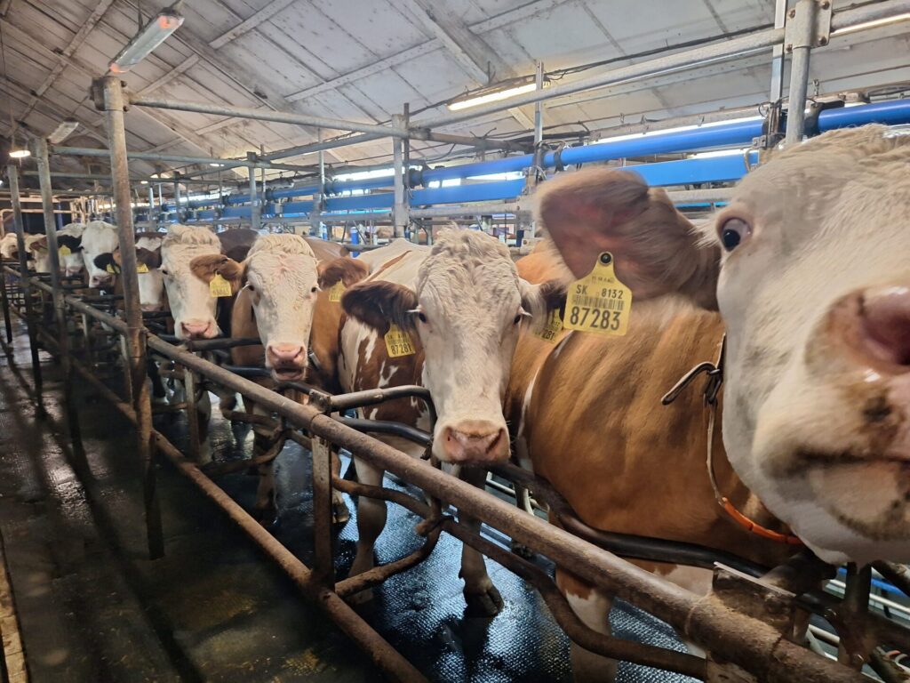 SIMMENTAL - 20260316 172826