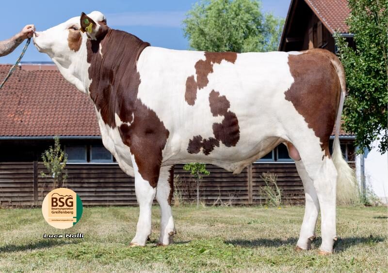 SIMMENTAL -